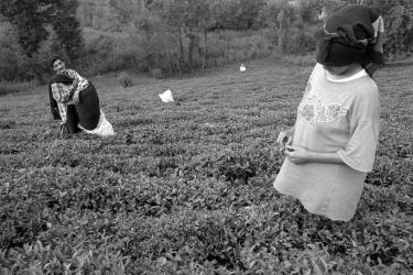  In the tea field (Ali's tea). Siakol, Guilan Province.
