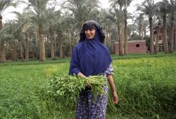  Safa, 23 years old go to gather the grass for the horses


